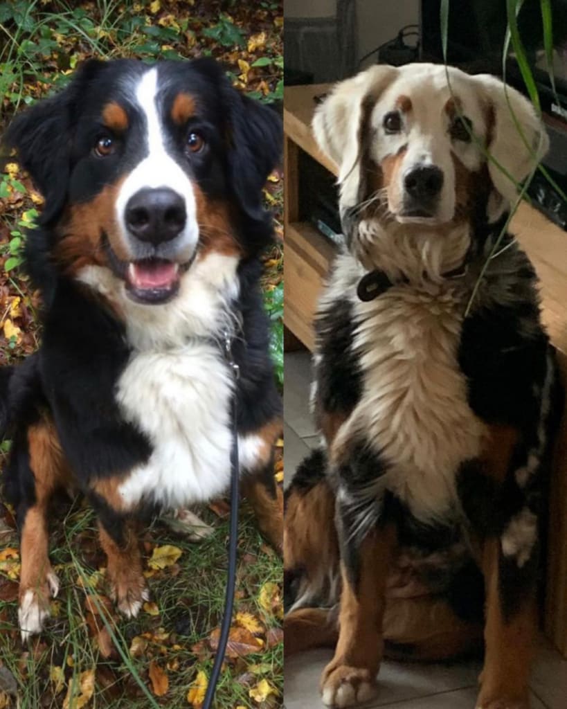 A Bernese Mountain Dog whose black fur is turning white